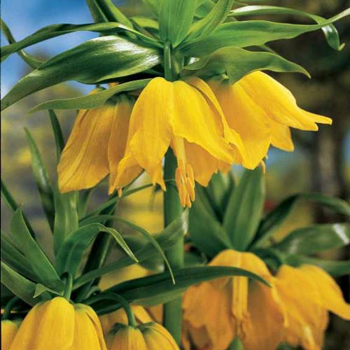 Fritillaria Imperialis lutea Maxima K. van Bourgondien