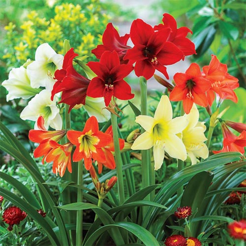 Hardy Garden Amaryllis Mixed Bulbs from K. van Bourgondien
