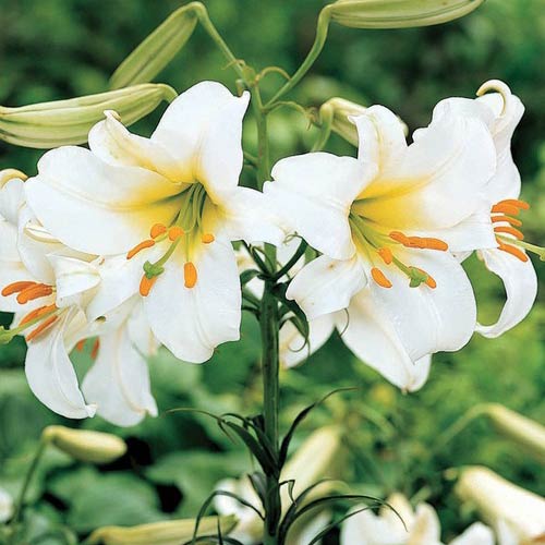 Trumpet Lily Regale Album K. van Bourgondien