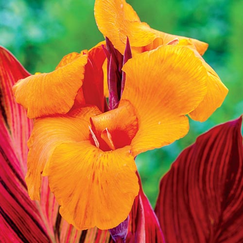 Variegated Giant Canna Phasion K. van Bourgondien