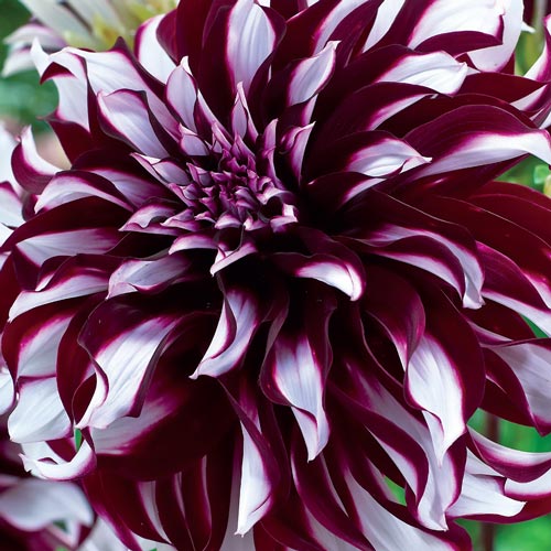Giant Dinnerplate Dahlia Tartan K. van Bourgondien