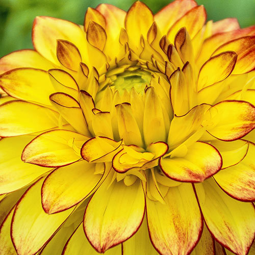 Colorful Decorative Dahlia Lake Ontario K. van Bourgondien