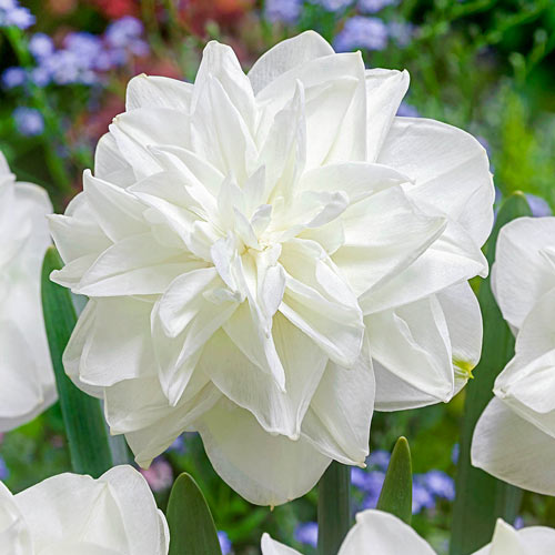 Double Daffodil White Medal K. van Bourgondien Wholesale