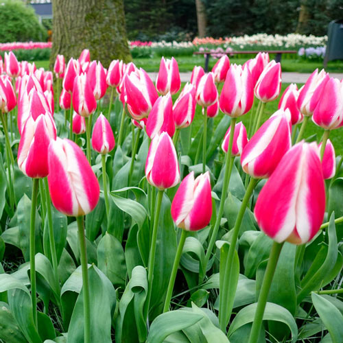 Darwin Hybrid Tulip Candy Apple Delight K. van Bourgondien