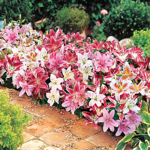 Dwarf Oriental Lily Mix K. van Bourgondien