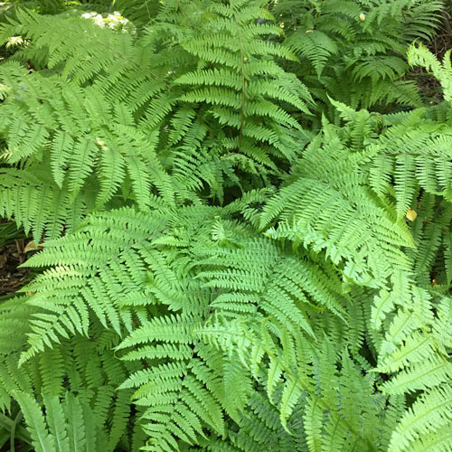 Leatherwood Fern for Fall Planting K. van Bourgondien
