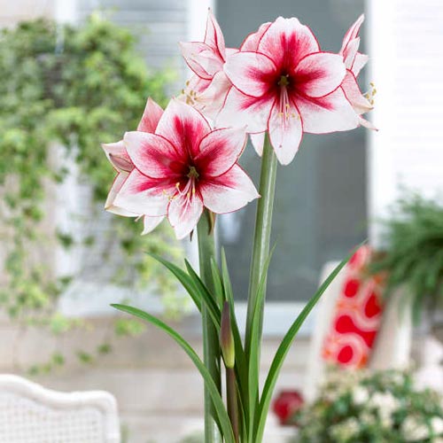 Jumbo Dutch Amaryllis Temptation K. van Bourgondien
