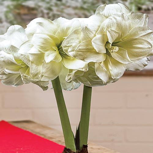 Single Amaryllis Alfresco K. van Bourgondien