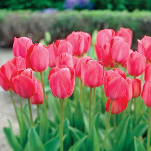 Darwin Hybrid Tulip Pink Impression K. van Bourgondien