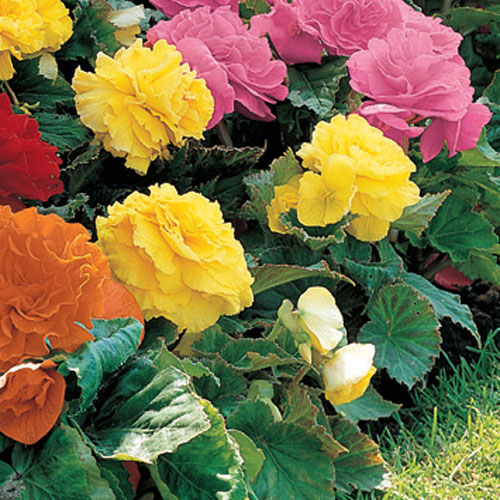 NonStop Begonia Yellow K. van Bourgondien