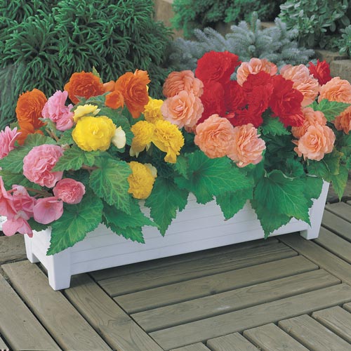 NonStop Begonia Mix Shade Plant K. van Bourgondien