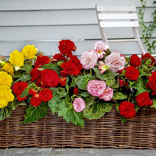 NonStop Begonia Mix Shade Plant K. van Bourgondien