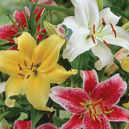 Stargazer Lilies Colors At James Saavedra Blog Stargazer Lilies Colors At James Saavedra Blog