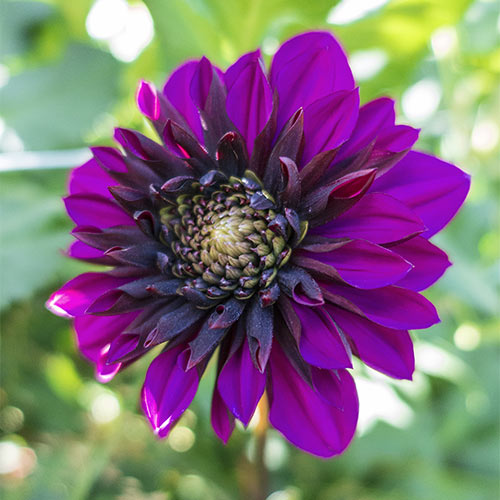 PowderPuff Dahlia Purple Haze K. van Bourgondien