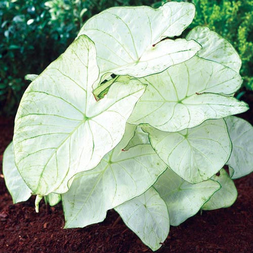 Image result for moonlight caladium
