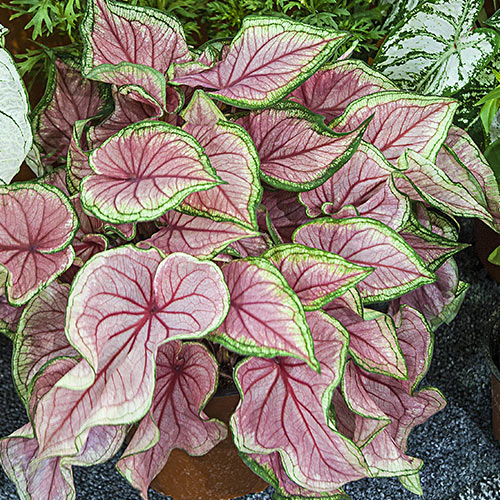 Caladium Florida Sweetheart Shade Perennial K. van Bourgondien