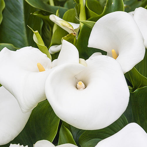 Hybrid Calla Lily Aethiopica K. van Bourgondien