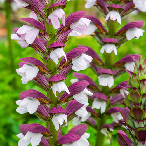 Hybrid Calla Lily Aethiopica Pink Mist K. van Bourgondien