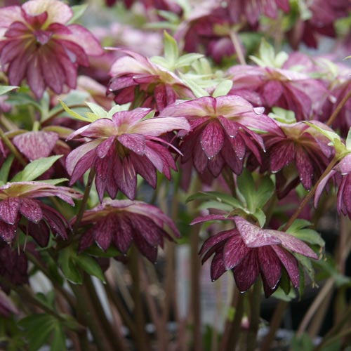 Helleborus orientalis Double Ellentrade Purple K. van Bourgondien