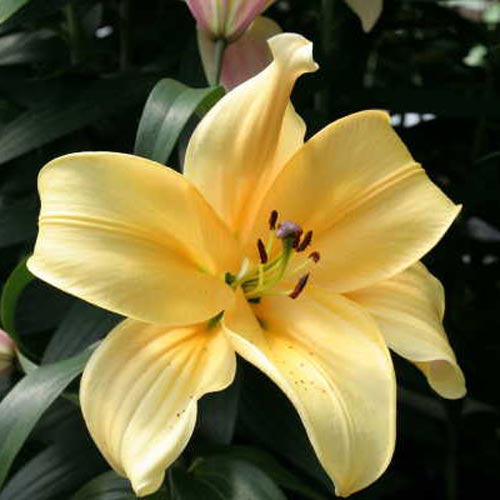 Giant Orienpet Lily Orania K. van Bourgondien