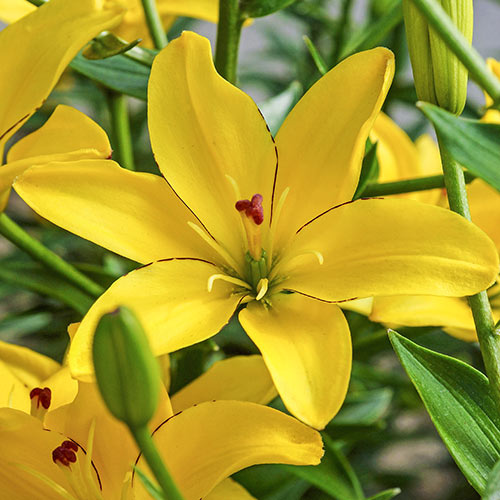 Asiatic Lily Yellow Cocotte K. van Bourgondien