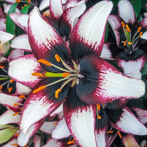 Asiatic Lily Black Eye K. van Bourgondien