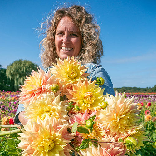 Advance Dinnerplate Dahlia K. van Bourgondien