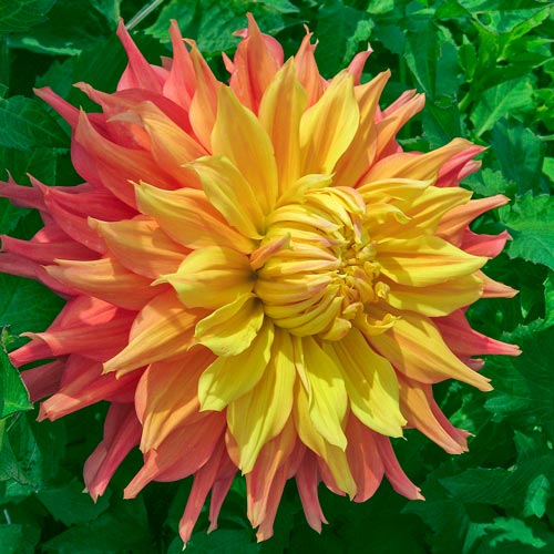 Dinner Plate Dahlia Touch of Autumn K. van Bourgondien