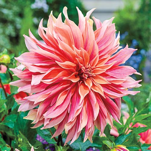 Dinner Plate Dahlia Labyrinth K. van Bourgondien