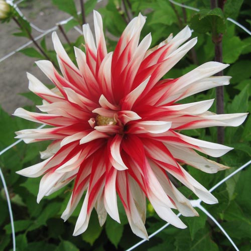 Decorative Dahlia Catching Fire K. van Bourgondien