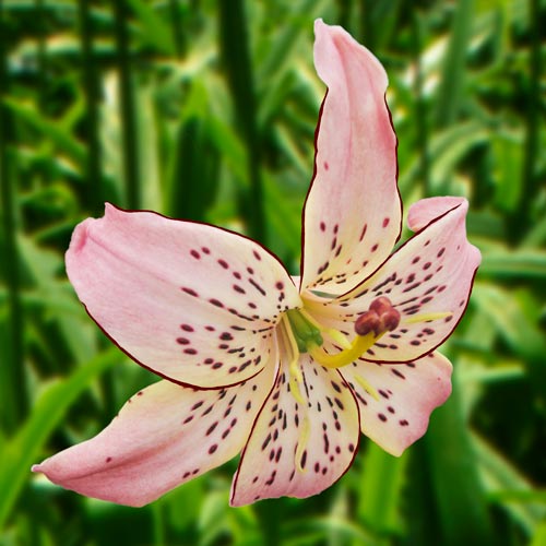 Lily Corsage K. van Bourgondien
