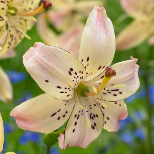 Lily Corsage K. van Bourgondien