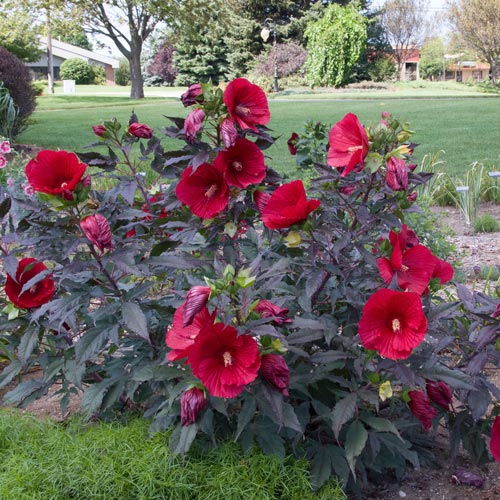 Hibiscus Midnight Marvel K. van Bourgondien