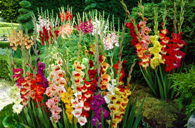 Collections And Mixes