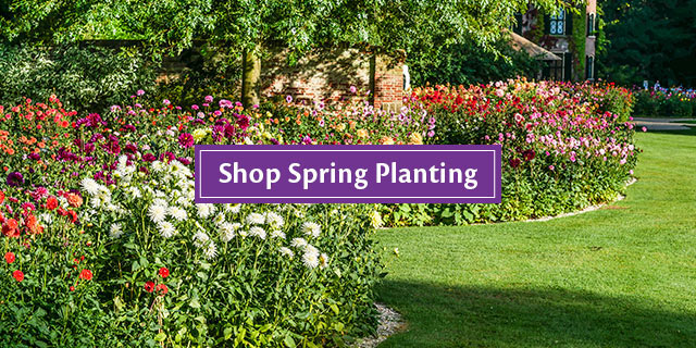 new garden plants coupon code