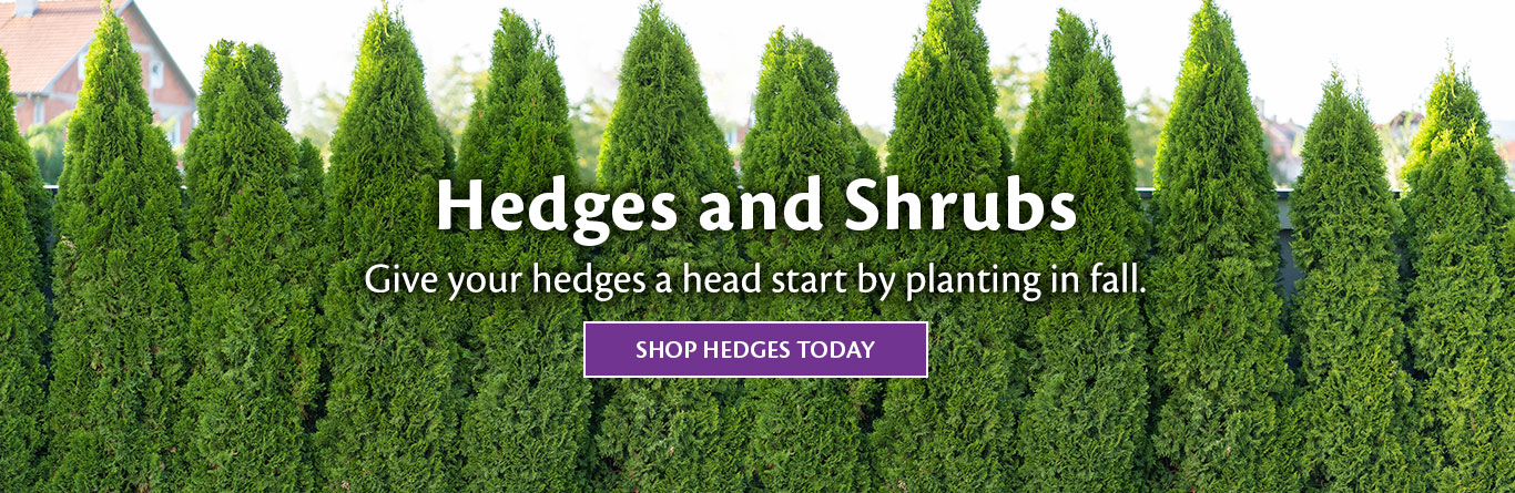 Hedges and Shrubs