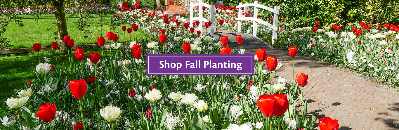 Shop Fall Planting