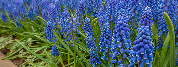 Naturalizing Varieties