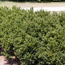Yew Globe Browni Hedge | Shop Hedges | Michigan Bulb