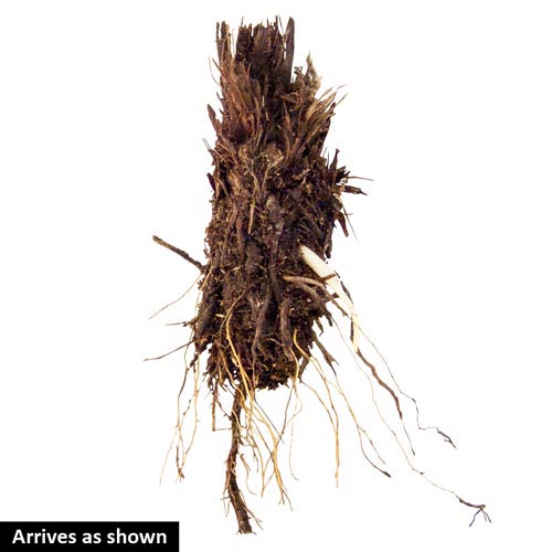 Shogun Japanese Iris Michigan Bulb