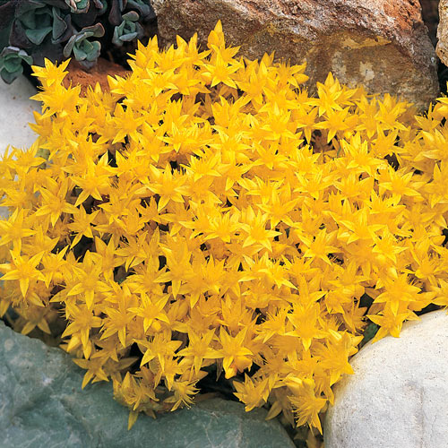 Golden Creeping Sedum Michigan Bulb