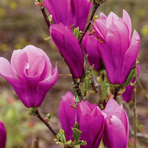 Magnolia Jane - Michigan Bulb