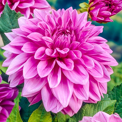 SunLoving Dahlias Giant Dinner Plate Dahlia Lilac Time