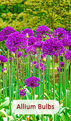 Allium Bulbs