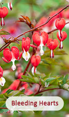 Bleeding Hearts