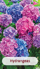 Hydrangea