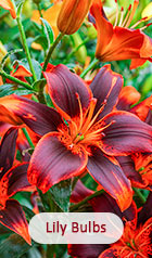 Lily Bulbs