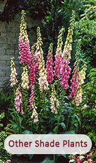 Other Shade Plants