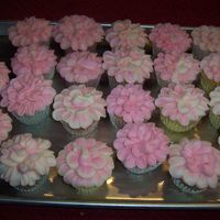 Begonia Cupcakes 