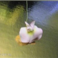 Moth Orchid Gumpaste moth orchid, colored with powdered colors.